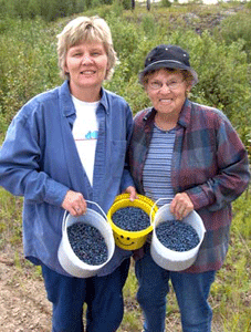 blueberry pickers