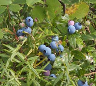 blueberries